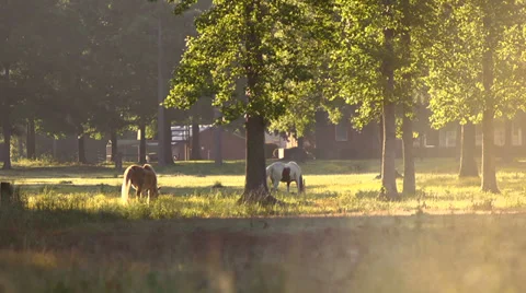 Two Horses Grazing Medium 3 Stock Footage 32679034