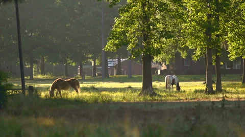 Two Horses Grazing Medium 4 Stock Footage 32679186