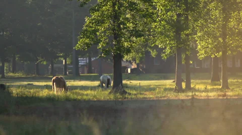 Two Horses Grazing Medium Stock Footage 32679154