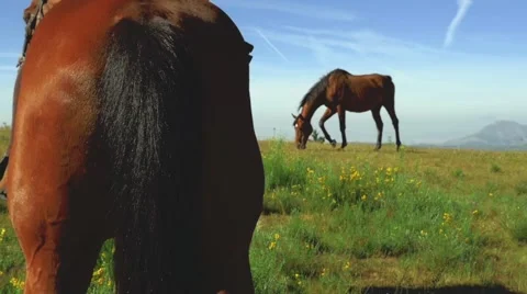 Two horses grazing in the mountains Video stock 51584867