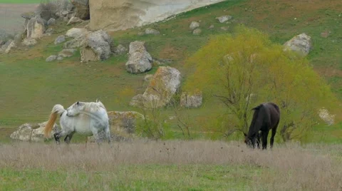 Two Horses Grazing At Nature Stock-Footage 63322893