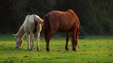 Two Horses Grazing in Open Meadow During Soft Evening Light Stock Footage 328529270