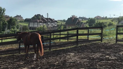Two horses grazing in a paddock Stock Footage 119078685