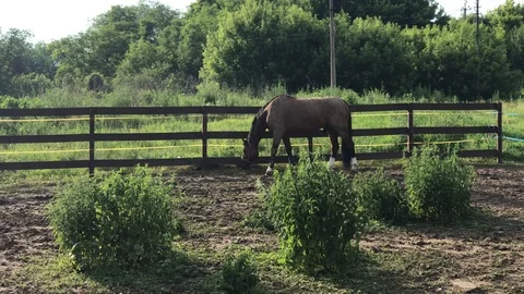 Two horses grazing in a paddock Video stock 119078690