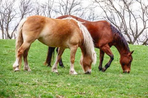 Two horses grazing in pasture at public equestrian center in spring Stock Photos