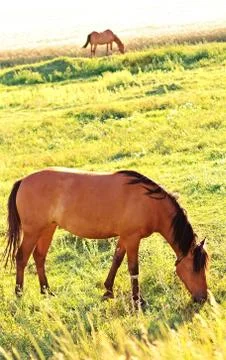 Two horses grazing Stock Photos