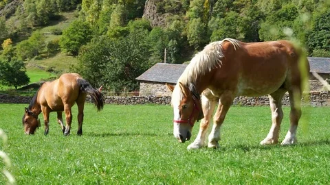 Two horses grazing quietly in a closed field on a sunny day. Stock Footage