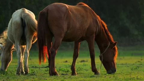 Two Horses Grazing Side by Side in Meadow at Golden Hour Stock Footage 328529255