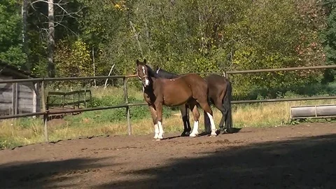 Two Horses On Green Field Stock Footage 95944812