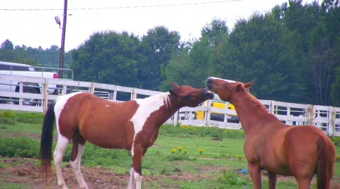 Two horses greeting Stock Footage