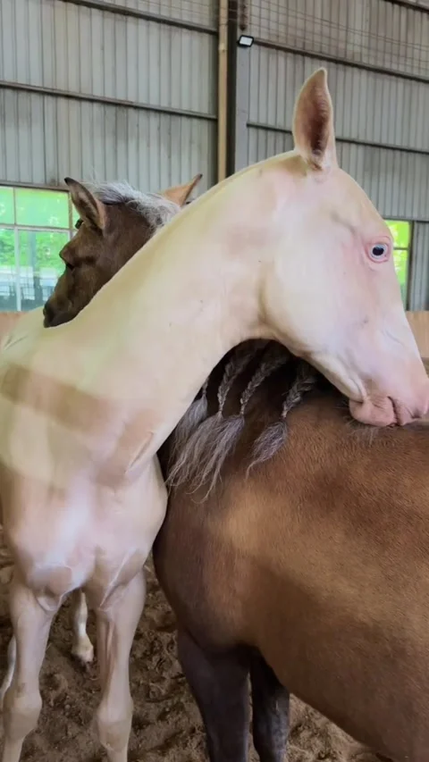 Two horses grooming each other in an indoor stable Stock Footage 334824568