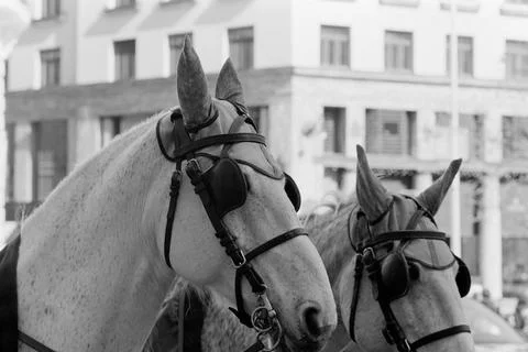 Two horses in harness. Stock Photos