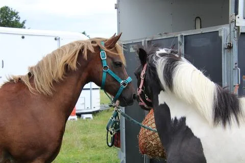 Two horses having a chat Stock Photos