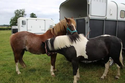 Two horses having a chat Stock Photos