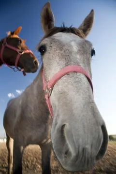 Two Horses Head Close-Up in the Fields of Seville, Spain Foto stock
