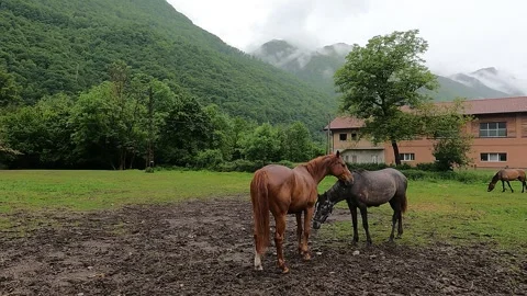 Two horses keep each other company in the rain Vídeo Stock 241943273
