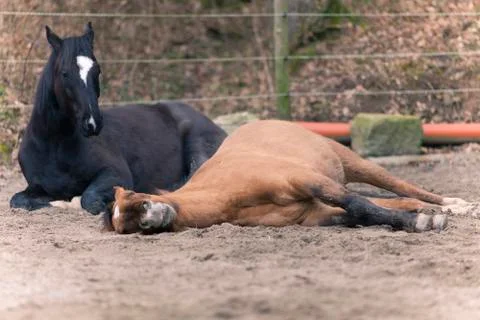 Two Horses lay down to sleep Stock Photos