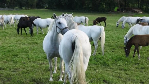 Two horses lick each other's backs, a herd of horses graze in a meadow Stock Footage 248355070