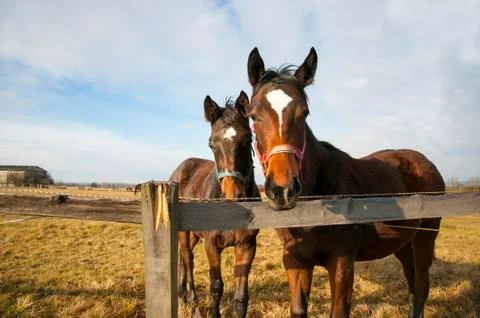 Two horses looking into a camera from behind a fence. Blue sky landscape Stock Photos