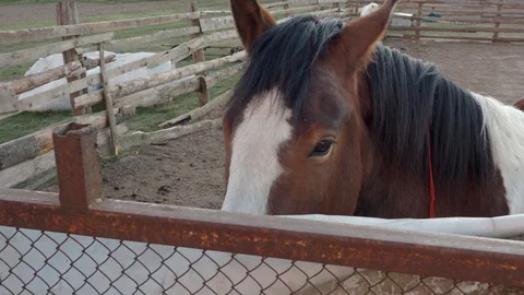 Two horses looking over the fence Stock Footage 128977373