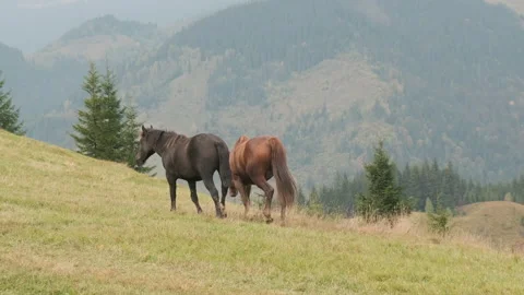 Two horses, mare stallion walking through the pasture, eating grass. Black and Stock Footage 201002763