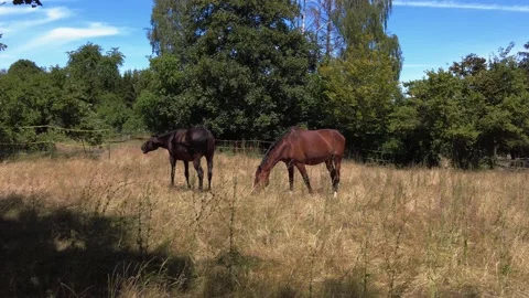 Two horses, mare stallion walking through the pasture, eating grass. Stock Footage 209264566