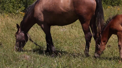 Two horses on the meadow. Stock Footage 24875910