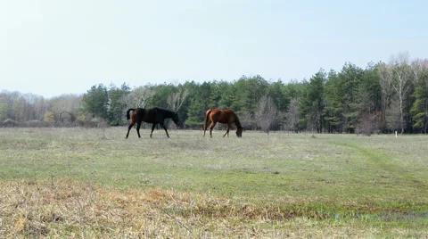 Two horses on the meadow 動画素材 49195385
