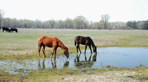 Two horses in a meadow 動画素材 49195423