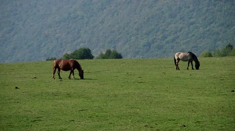 Two horses in a meadow Stock Footage 55220354