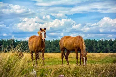 Two horses on the meadow Stock Photos