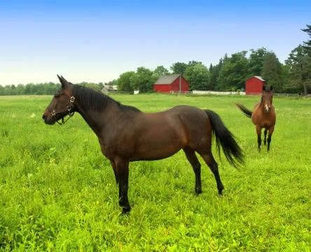 Two horses in meadow Stock Photos