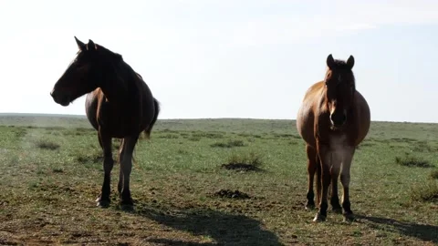 Two horses in the Mongolian steppe. Video stock 276490688