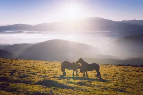 Two horses in the mountain caressing Stock Photos