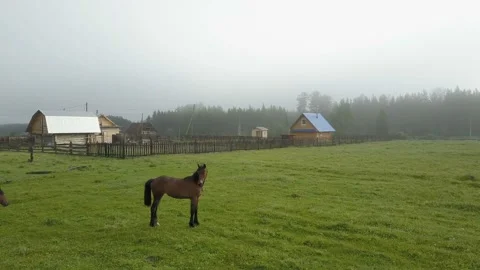 Two horses in a mountain village Stock Footage 108434049