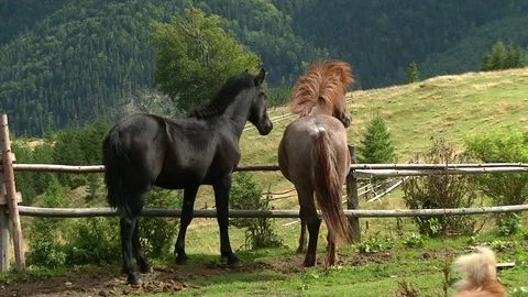 Two horses in the mountains Stock-Footage 71143973