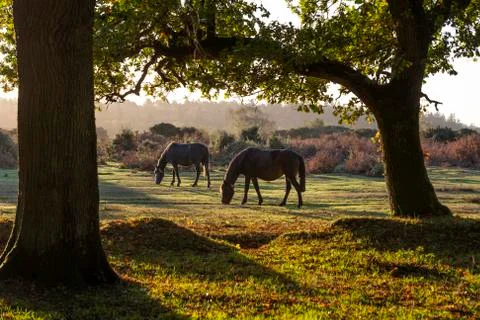 Two Horses New Forest Stock Photos