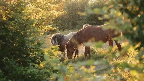 Two horses nuzzling in forest thicket Stock Footage 322181255