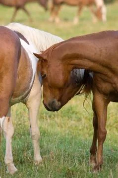 Two horses nuzzling 스톡 사진
