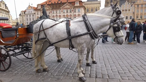 Two horses on Old town square - Prague Stock Footage 107620249