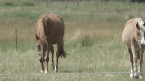 Two Horses on a Paddock in 4K Stock Footage 66448439