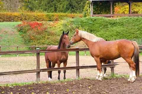 Two horses in a paddock against a backdrop of greenery in early autumn. Stock Photos