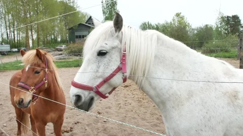 Two horses in a paddock Stock Footage 195658637