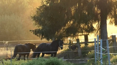 Two horses in a paddock in front of a spruce tree in the early morning light Stock Footage 113805307