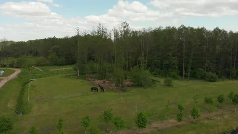 Two horses in the paddock in nature Stock Footage 132830503