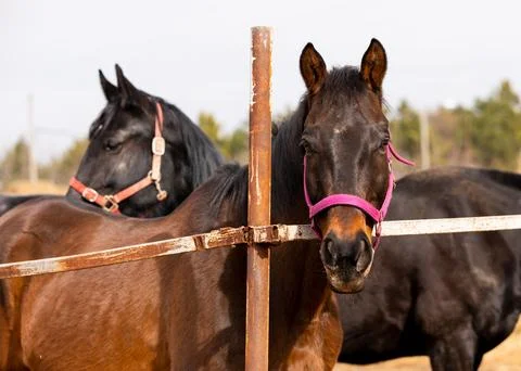 Two horses in a paddock next to hay 스톡 사진