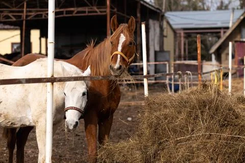 Two horses in a paddock next to hay Stock Photos