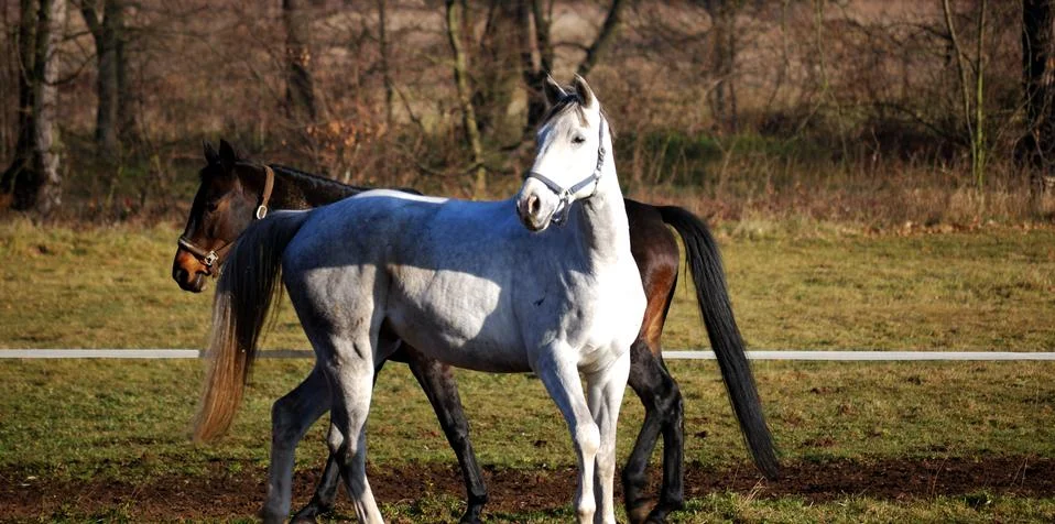 Two horses in the paddock Stock Photos