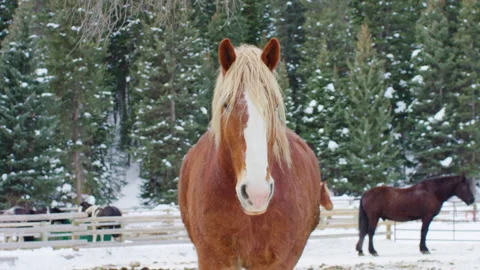 Two horses in a paddock in winter at Yellowstone National park Stock Footage 316683794