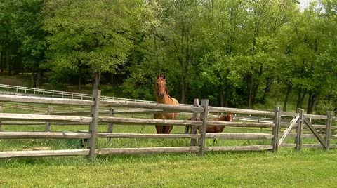 Two Horses in Pasture 스톡 동영상 11016727